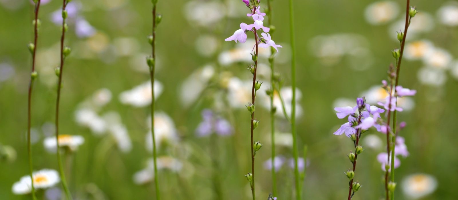 Soft wildflowers in a sunlit meadow