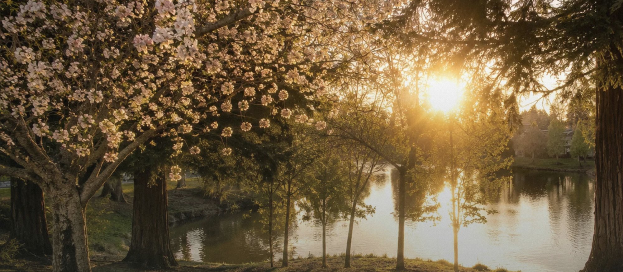 Sunset over Swan Lake framed by redwoods and spring blossoms, with lawns sloping to the water's edge