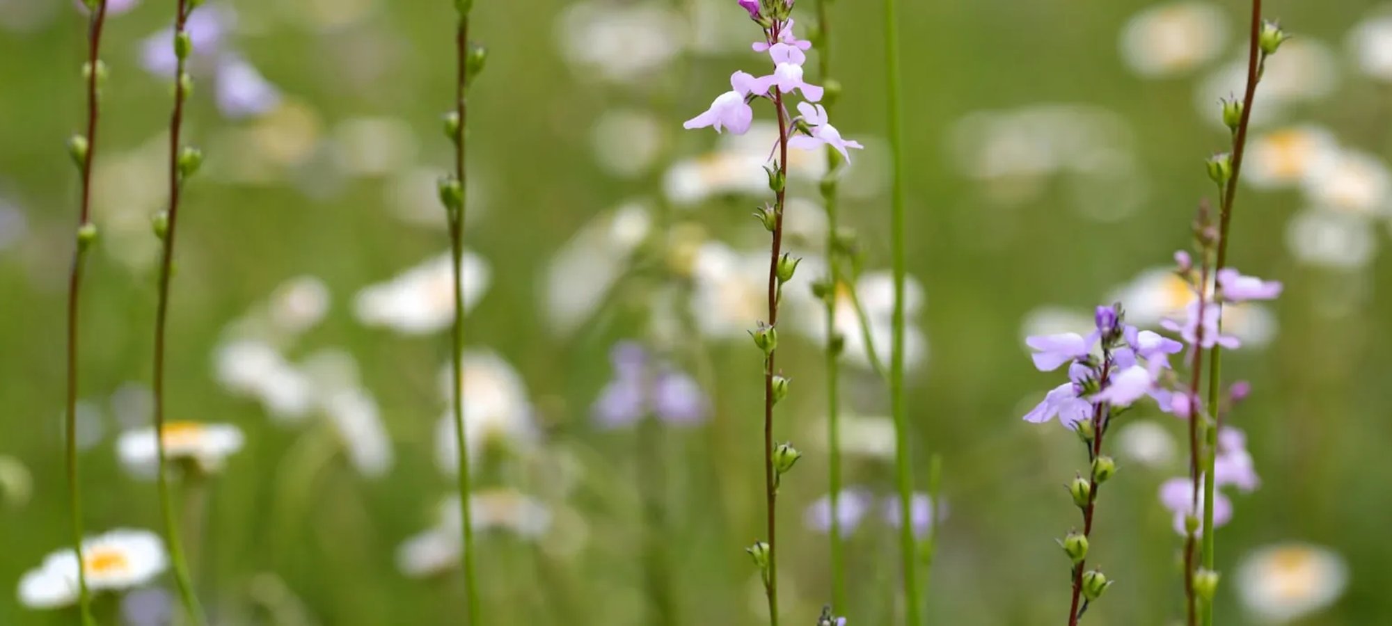 Lavender wildflowers and daisies in a soft-focus summer meadow