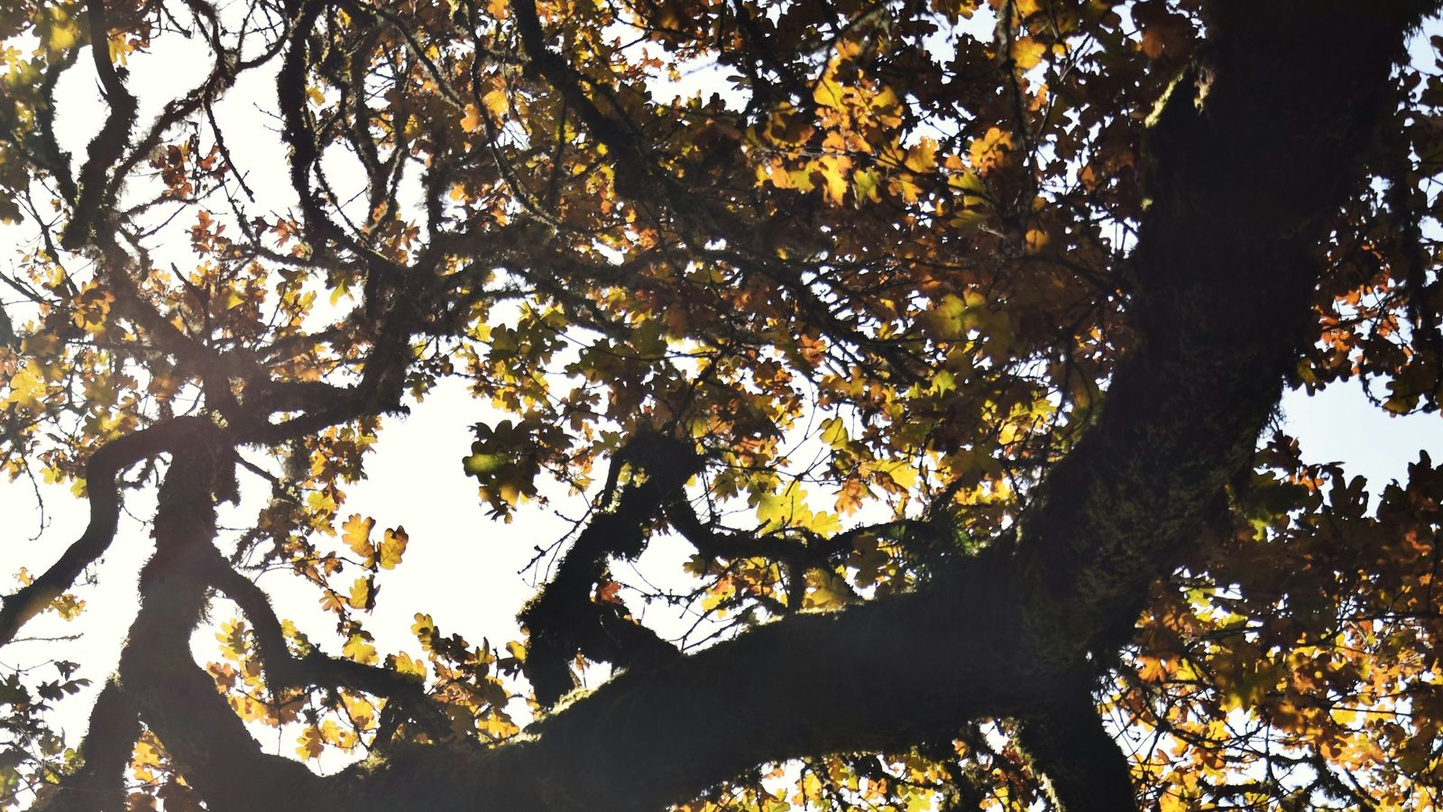 Golden-hour light through the branches of a Granite Bay oak