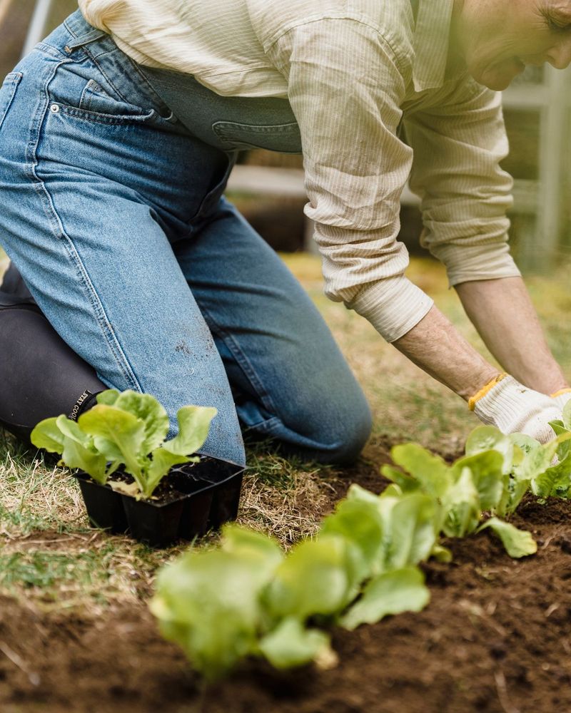 A gardener kneeling to plant young lettuce in a raised garden bed