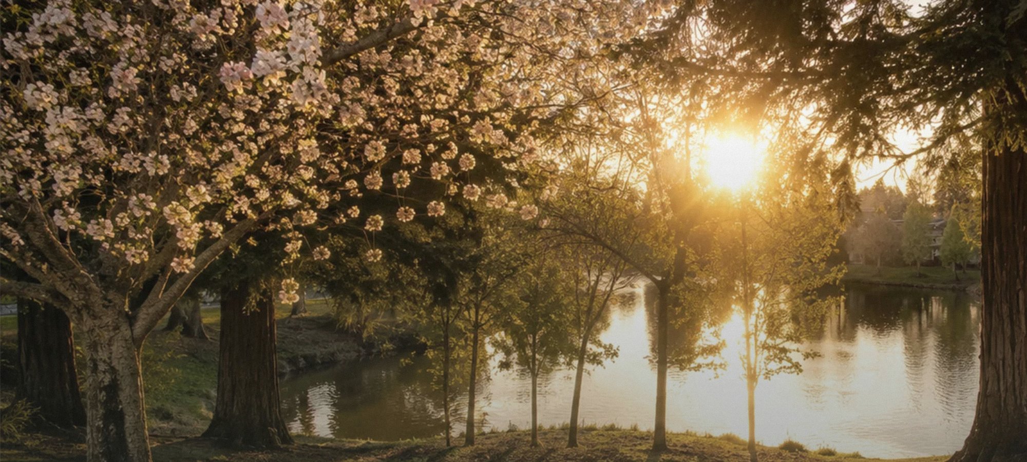 Sunset over Swan Lake seen from the shoreline path, framed by redwoods and spring blossoms