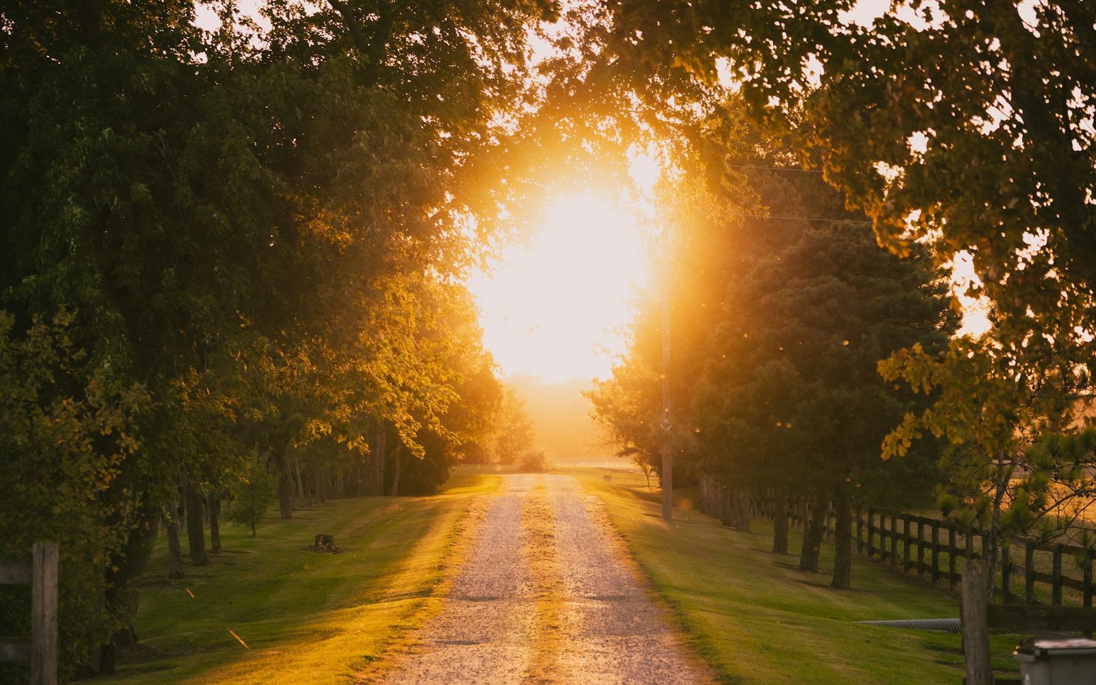 Golden-hour light on the tree-lined arrival drive of a residential home