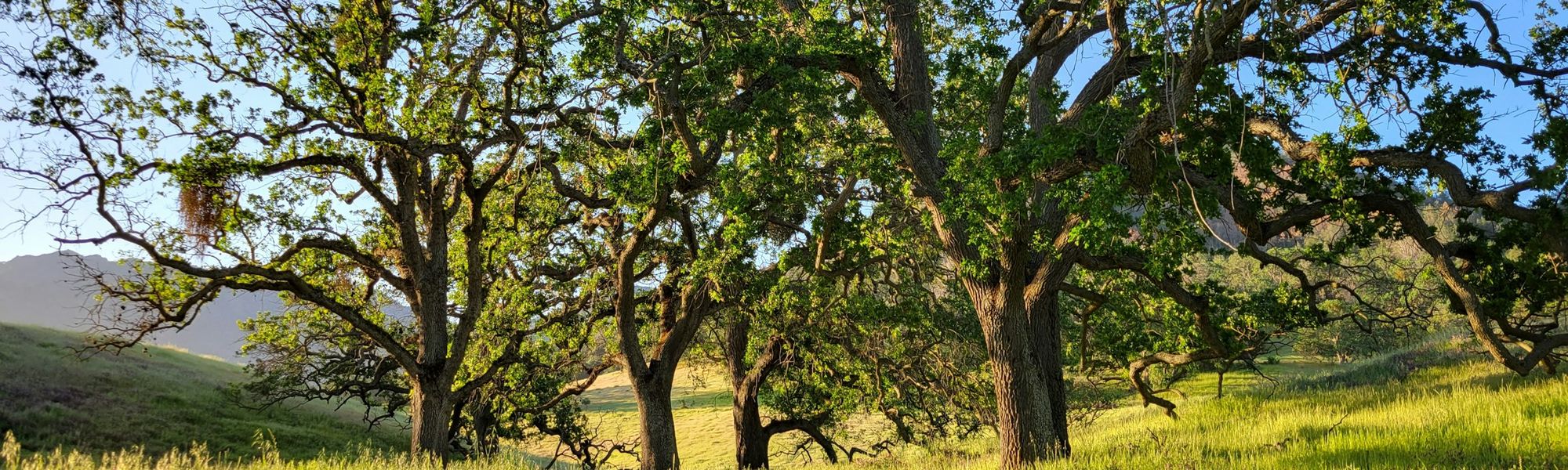 A sweep of oaks and dry-gold grass in late afternoon light near Granite Bay
